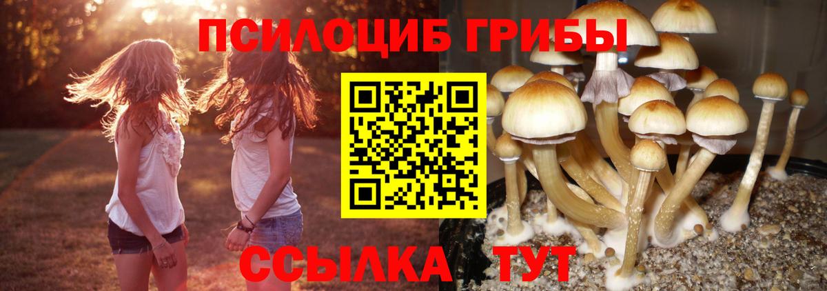 Подольск  Галлюциногенные грибы Psilocybe  Вход с VPN  Галлюциногенные грибы мицелий 